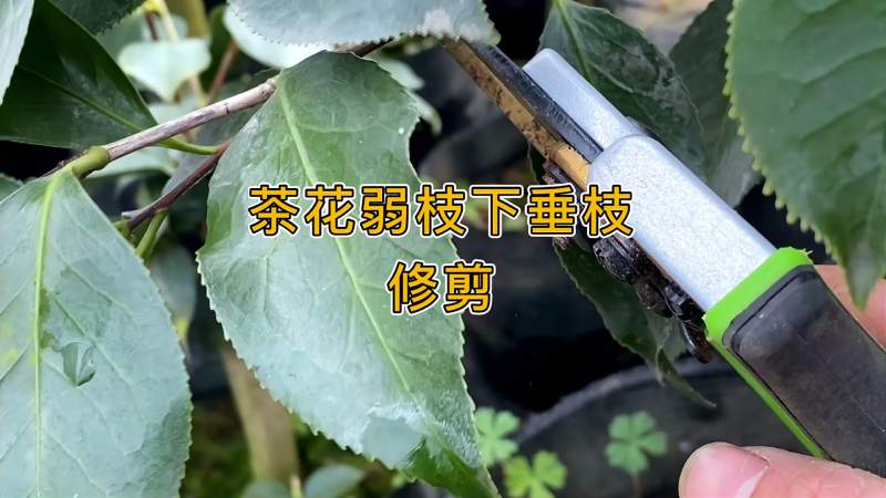 茶花修剪方法 弱枝 下垂枝怎么修剪 家居 园艺 好看视频