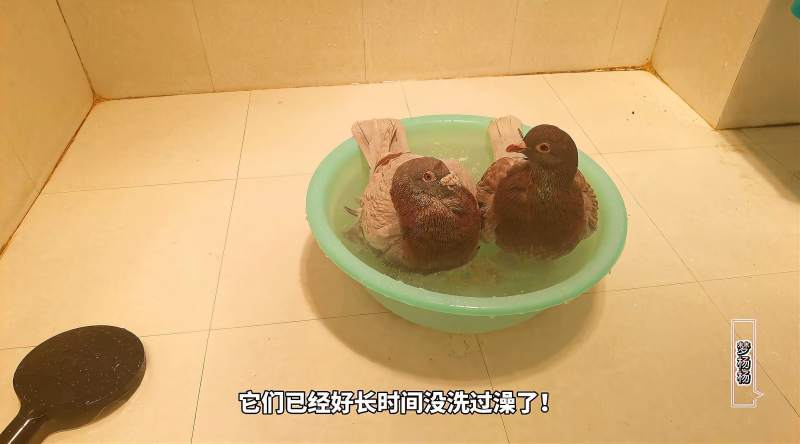 网友说鸽子该洗澡了一个冬天才洗澡2次用冷水还是热水呢