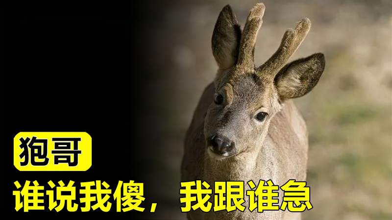 东北的傻狍子是真傻还是装傻,为什么徒手都能抓住?,自然,动物,好看视频