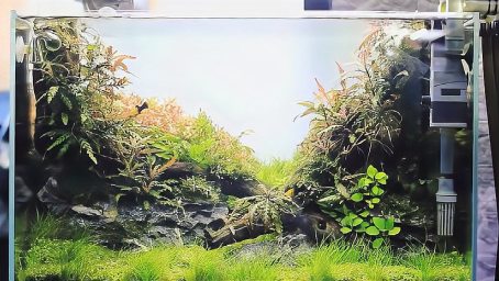 水草状态爆表的底砂过滤草缸 日常维护和除藻 家居 园艺 好看视频 水草状态爆表的底砂过滤草缸 日常维护和除藻 家居 园艺 好看视频