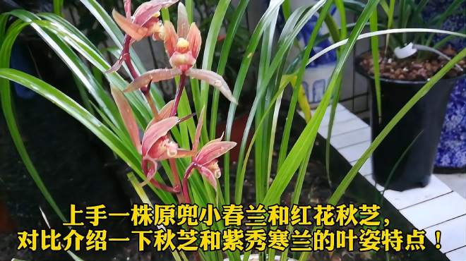 [图]上手一颗春兰和红花秋芝，比较介绍本地秋芝和紫秀寒兰的叶姿！