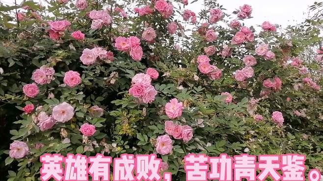 [图]花无百日艳，人无再少年