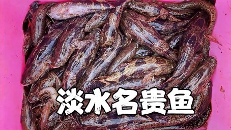 花38万进口一匹汗血宝马 这马气场很强 我牵着它被震慑到害怕 好看视频 花38万进口一匹汗血宝马 这马气场很强 我牵着它被震慑到害怕 好看视频
