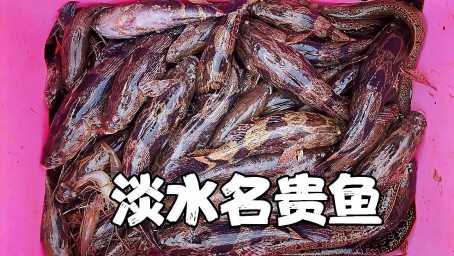 花38万进口一匹汗血宝马 这马气场很强 我牵着它被震慑到害怕 好看视频