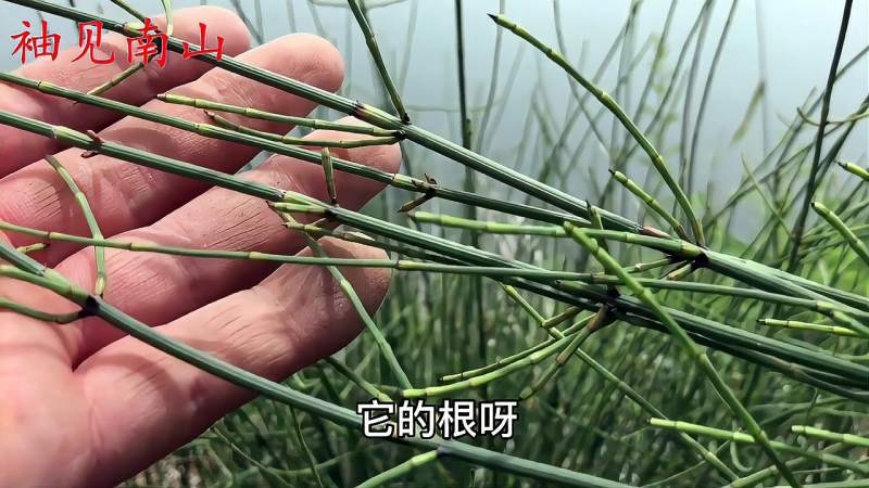 节节草别称木贼生活中有3大用途还有很多人不知道