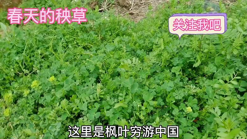 江苏苏南地区春天的特色野菜秧草我用它做了3道菜,有你喜欢的吗,美食,菜谱,好看视频