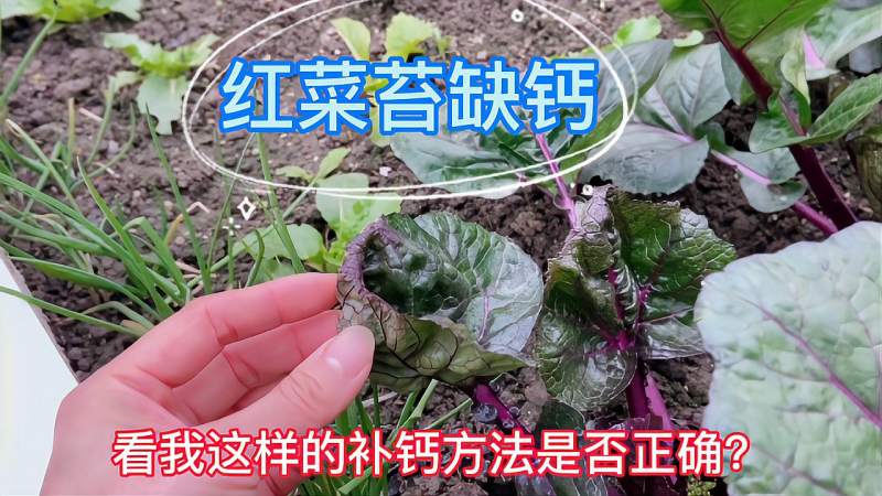 蔬菜缺钙不要只知道用石灰粉先搞清土壤的酸碱情况再对症补充钙 家居 园艺 好看视频