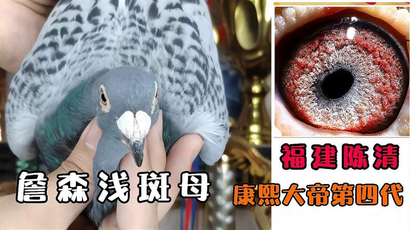 詹森浅斑沙眼母康熙大帝第四代鸽