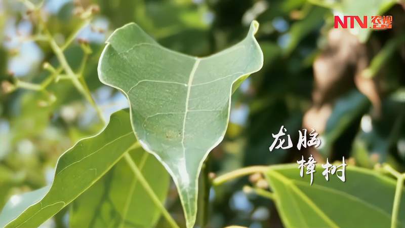 村民惊现龙脑樟树村民纷纷摘叶子吃味道独特可以安神