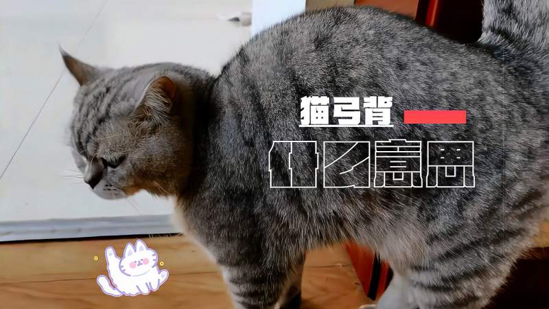 猫对主人弓背什么意思并不一定是发动攻击有时代表情绪变化