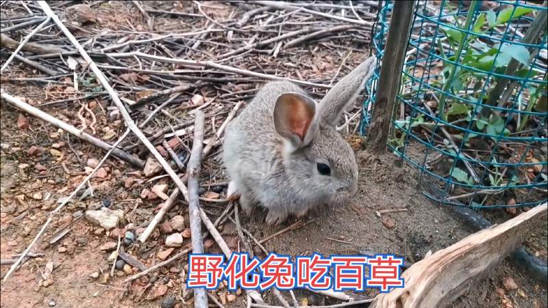 喜子哥散养野化小兔出洞就吃野菜树皮野化从娃娃兔抓起