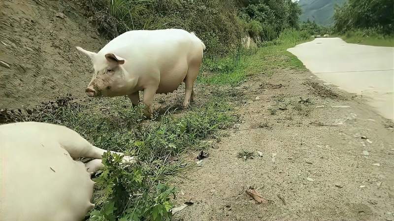 春兰把快生产的老母猪放养有助于老母猪生产也让小猪提高抵抗力