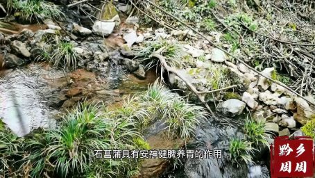 九节菖蒲 一寸九节良 和天南星是一个科的哟 生活 户外休闲 好看视频