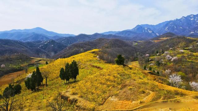 「图说美丽乡村」宜阳县花果山乡:连翘花开正当时 满山尽现"黄金甲"