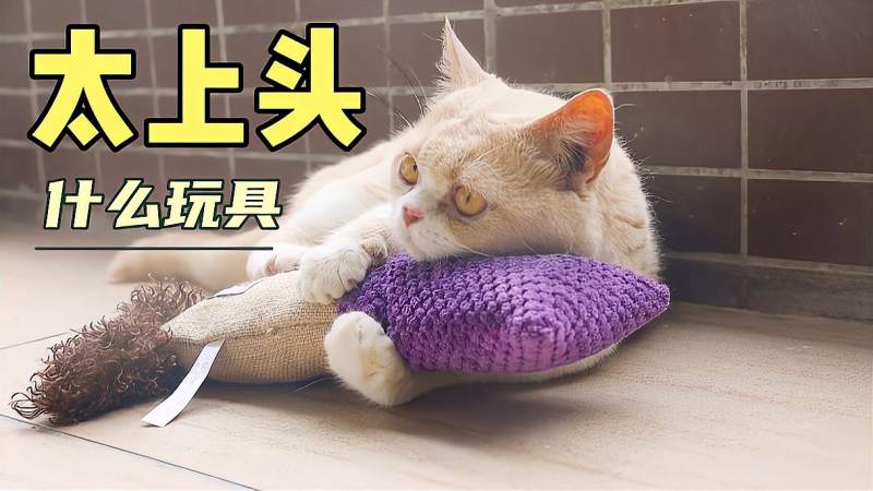 主人给猫咪买了新玩具 猫抱着就不肯撒手 什么玩具这么有魔力 搞笑 萌宠 好看视频