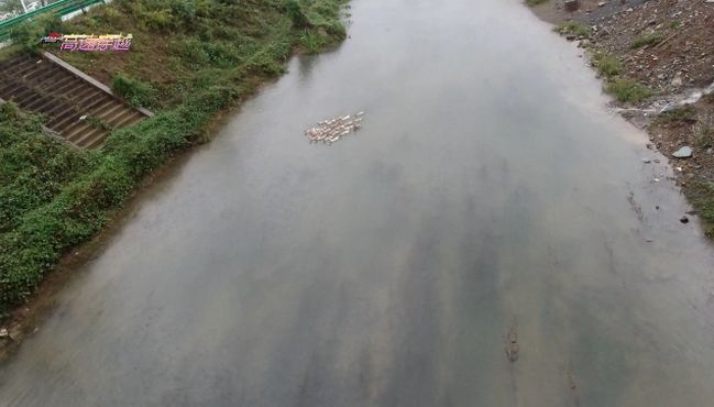 [图]湖北咸安雨中撵鸭人