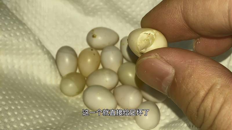 一窝十姐妹下了15个蛋到底有多少受精的照蛋后主人心凉了半截