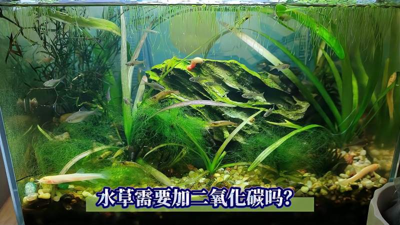 鱼缸养水草要加二氧化碳吗 对生态缸来说 水草泥肥料全都不需要 家居 园艺 好看视频 小千视频解析网站 鱼缸养水草要加二氧化碳吗 对生态缸来说 水草泥肥料全都不需要 家居 园艺 好看视频 小千视频解析网站
