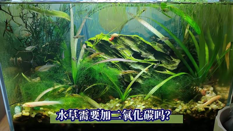 鱼缸养水草要加二氧化碳吗 对生态缸来说 水草泥肥料全都不需要 家居 园艺 好看视频 小千视频解析网站