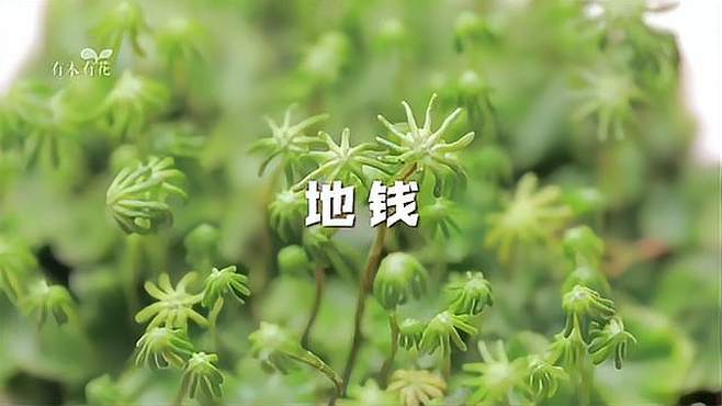 介绍绿色植物地钱