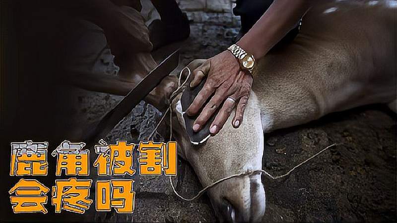 割鹿茸的时候,梅花鹿会疼吗?割掉鹿角会对它们有什么影响吗?,自然,动物,好看视频