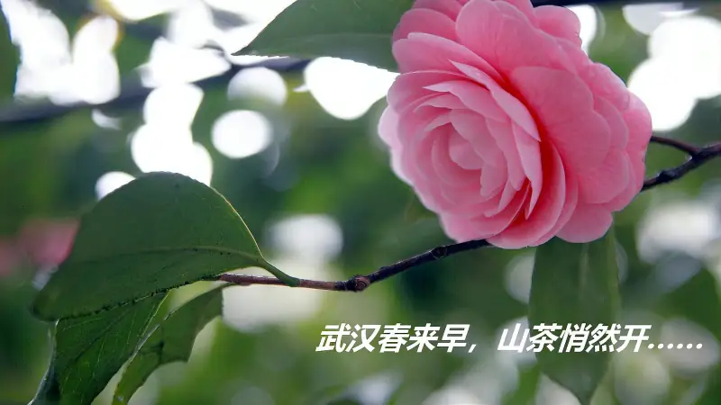 南方羡慕北方的冬雪 北方羡慕南方的春早 我家山茶花一夜开放 好看视频