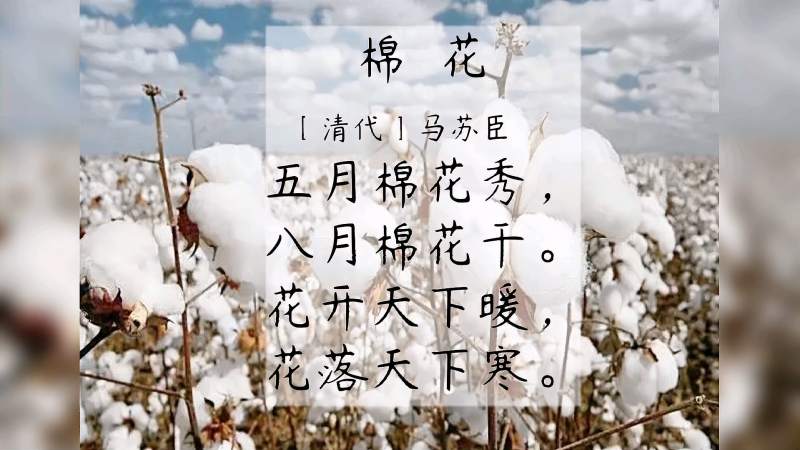 棉花清代马苏臣