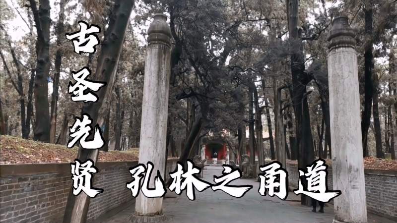 孔林之甬道！中国最著名的三大甬道之一，最久远，敬仰古圣先贤,旅游,旅途风光,好看视频