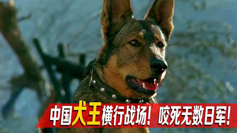 中国犬王横行战场咬伤日军犹如哮天神犬鬼子谈犬色变战争片