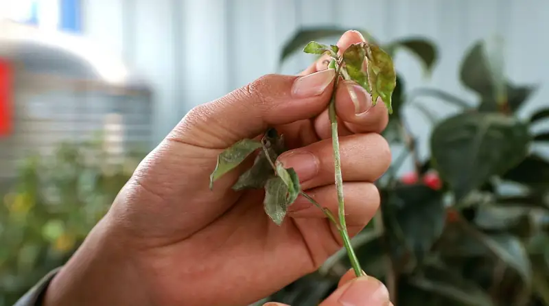 红蜘蛛 白蜘蛛和叶螨的区别 很多人弄反了 想想都好笑 家居 园艺 好看视频