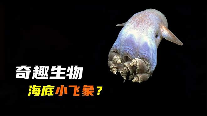 [图]有趣的神奇生物（二）这是生活在海底的小飞象？