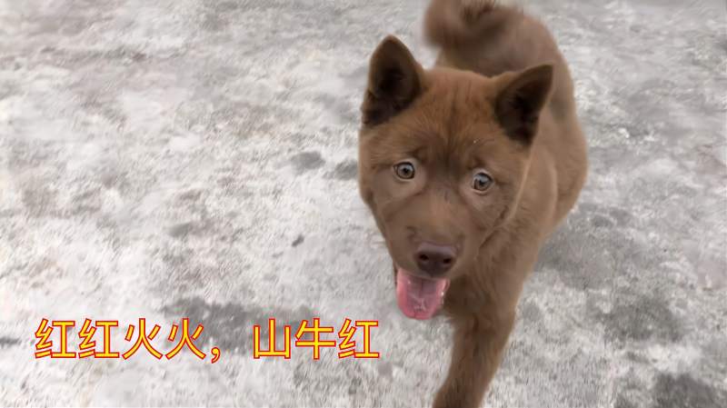 中华田园犬精品山牛红