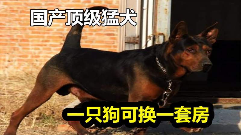 国产头号猛犬莱州红战斗力碾压马犬德牧70年代一只狗换一套房