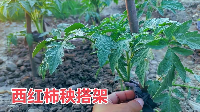 西红柿秧苗搭架根部斜插木棍易固定番茄秧通风好结的多口感好