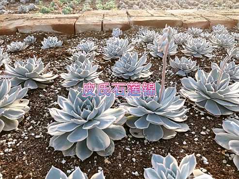 让日子过成花开的声音 好看视频 让日子过成花开的声音 好看视频