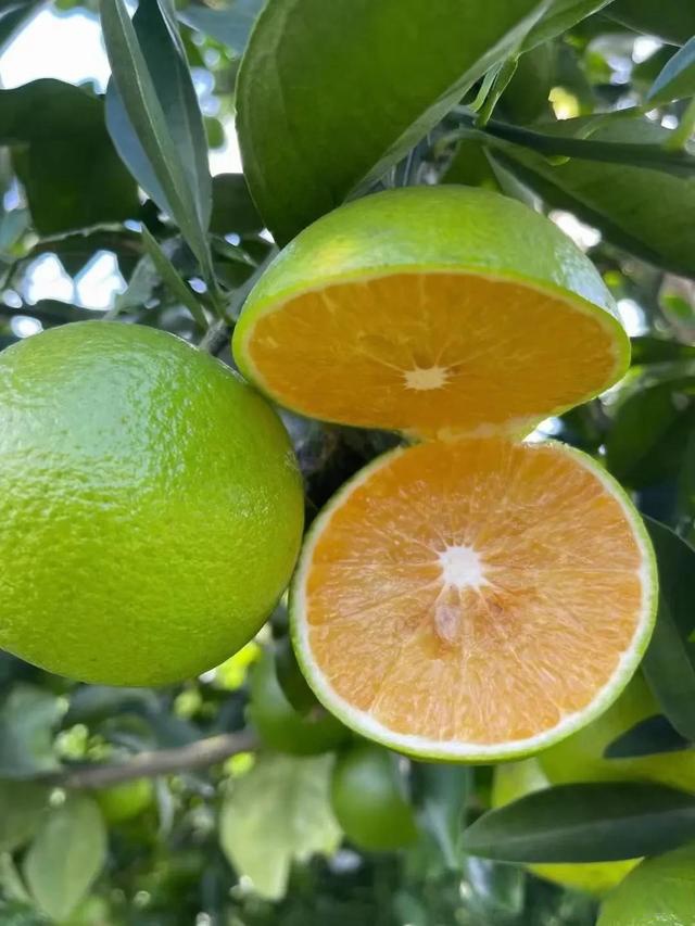 每年的十月是海南琼中绿橙成熟的时节,绿绿的橙子是海南的名片