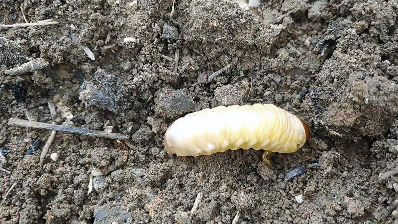 白色虫子名字叫地蚕