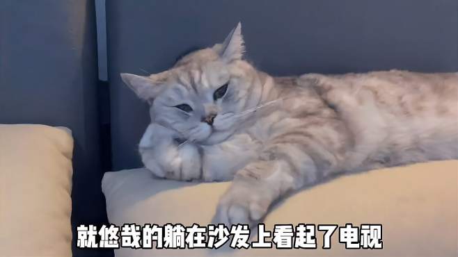 [图]猫咪五阿哥的一天生活，生活比铲屎官还精致，睡觉还带空调