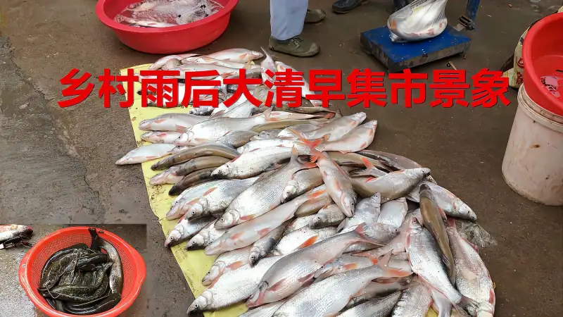 乡村雨后大清早集市河鲜河鱼白菜价 一盆野生杂鱼三块钱 来围观 美食 美食节目 好看视频