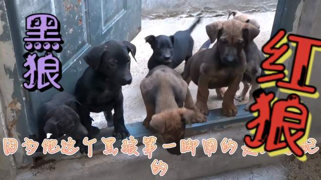 [图]黑狼犬跟红狼犬的区别在哪里？带大家看看红狼犬小时候的尴尬颜色