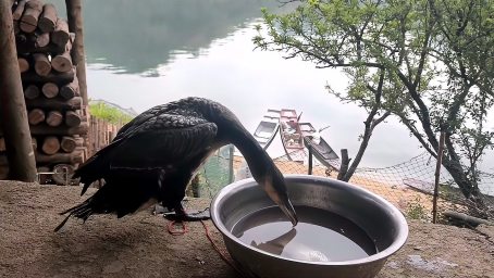 小伙在山里捡受伤野鸟 到三点钟就知道回来找主人 真的太有趣了 好看视频