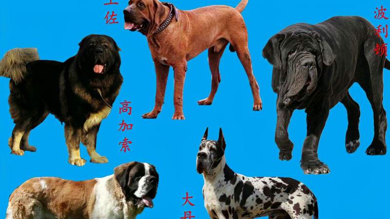 世界十大猛犬之最，中国藏獒仅排第七，第一种犬很少有人认识它！,自然,动物,好看视频