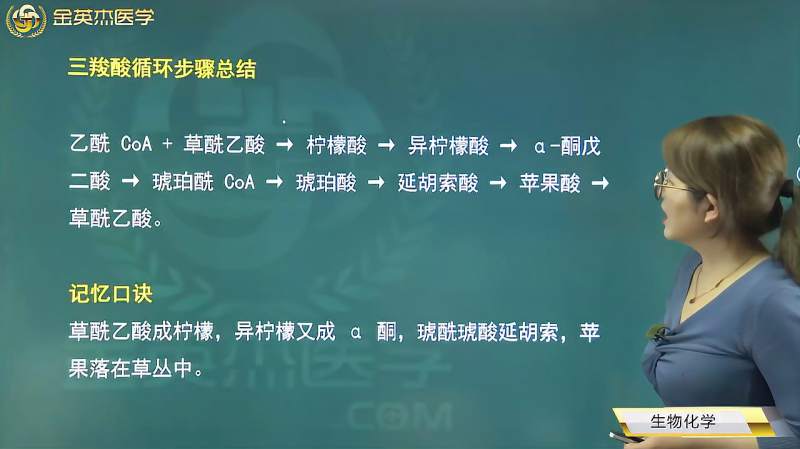 三羧酸循环03步骤、三个关键酶、四次脱氧反应、能量生成、糖酵解