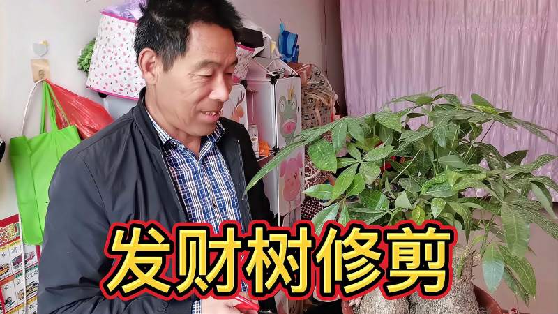 教你发财树的修剪方法剪后枝叶茂盛还有造型越长越大特好看