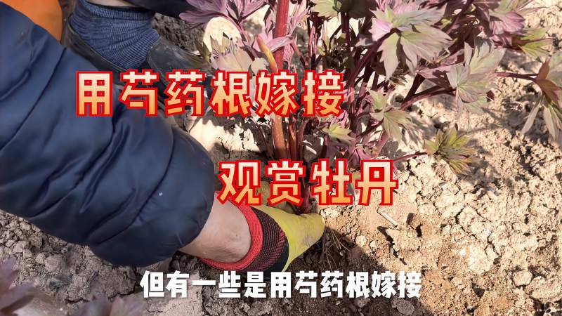 嫁接观赏牡丹除了用凤丹根还可以用芍药根哦