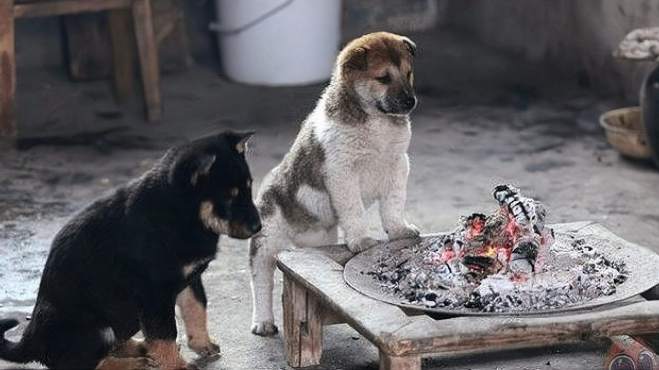 [图]全国遭遇降温！零下十八度大风低温天气，你靠什么方法取暖？