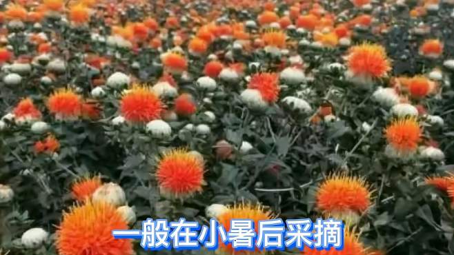 [图]当年种植当年见效的品种【一】红花