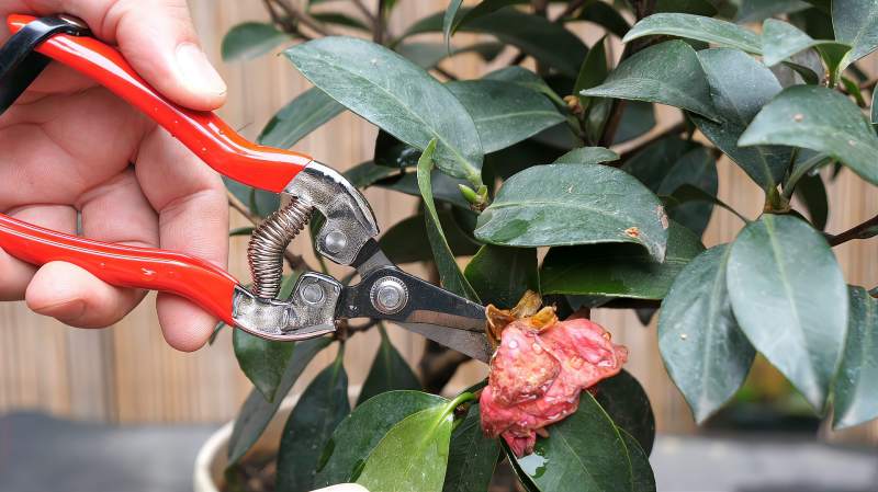 四季茶花这样修剪植株长更多侧枝花量翻倍