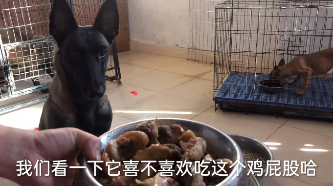 凶猛残暴的马犬 刚戒奶就被卖去看沙场 去看看剩下的一窝小狗 搞笑 萌宠 好看视频 凶猛残暴的马犬 刚戒奶就被卖去看沙场 去看看剩下的一窝小狗 搞笑 萌宠 好看视频