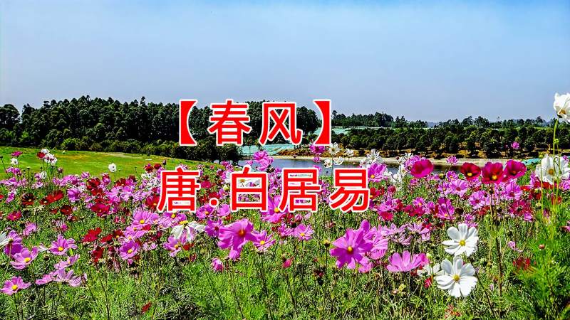 春风唐白居易若瑜学古文